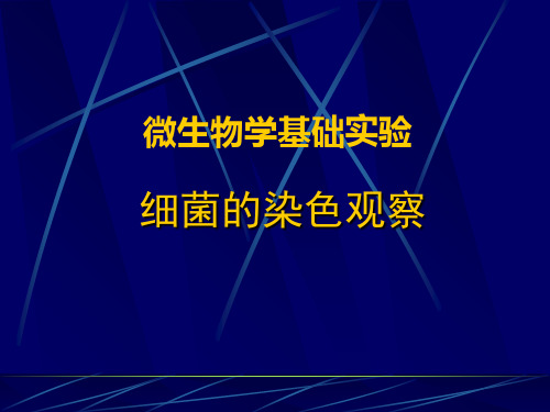 -细菌的革兰氏染色观察ppt课件