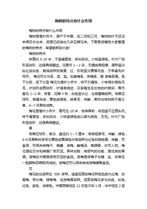 梅树的特点有什么作用