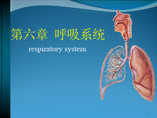 系统解剖学之呼吸系统教学ppt课件