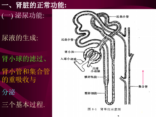 一肾脏的正常功能精品PPT课件