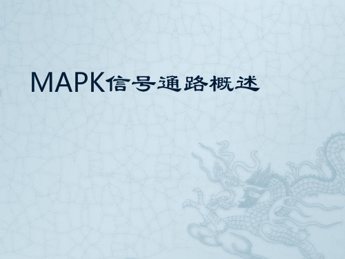 哺乳动物的三条mapk信号通路途经概述