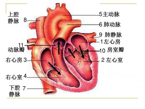 生物血液循环PPT课件