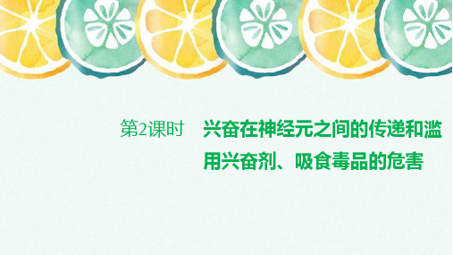 高中生物选修1(新教材)课件：2-3-2 兴奋在神经元之间的传递和滥用兴奋剂、吸食毒品的危害 人教版