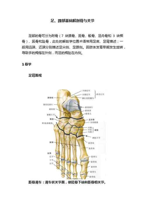 足、踝部基础解剖骨与关节