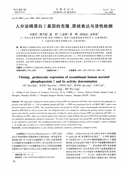 人分泌磷蛋白2基因的克隆、原核表达与活性检测
