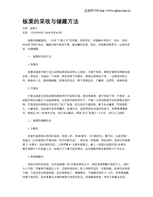 板栗的采收与储藏方法