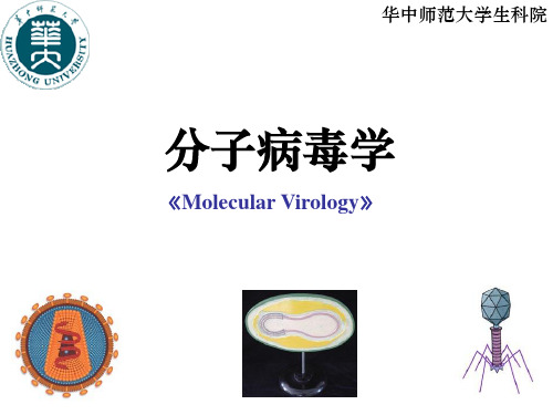 分子病毒学-第l六章-病毒装配成熟释放ppt课件