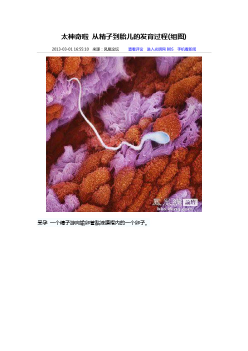 从精子到胎儿的发育过程