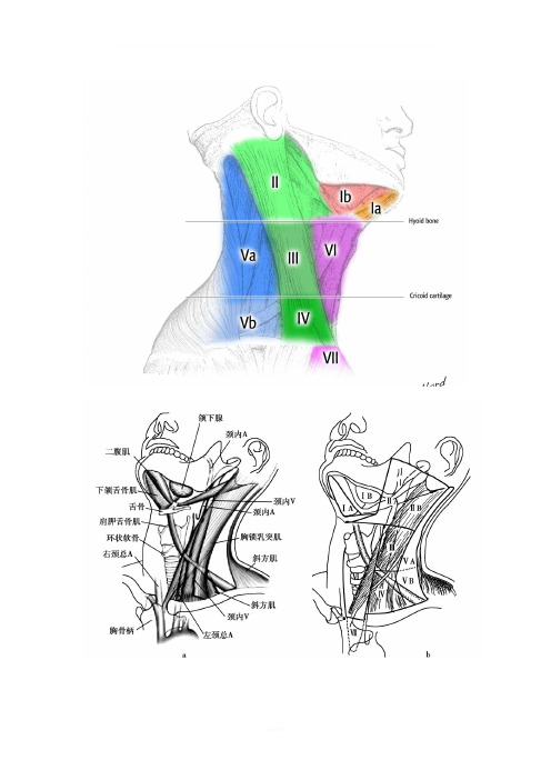 最新颈部淋巴结分区示意图24542