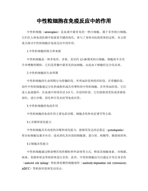 中性粒细胞在免疫反应中的作用