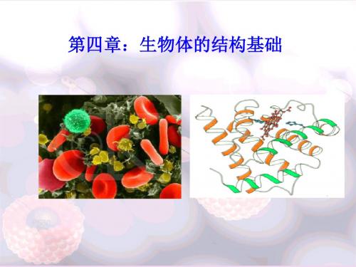 普通生物学课件[全套]-第六章-生命延续的本质--克隆人的可能性[整理]