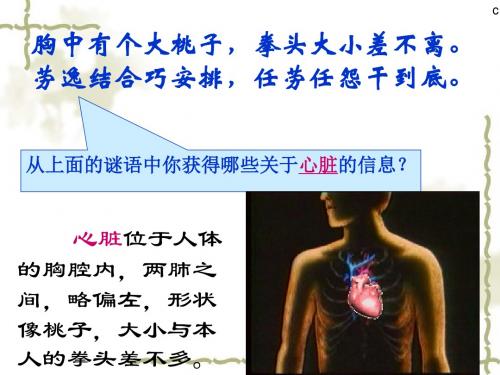 《心脏和血液循环》