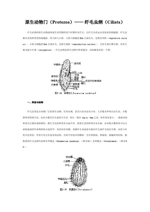 原生动物门— 纤毛虫纲