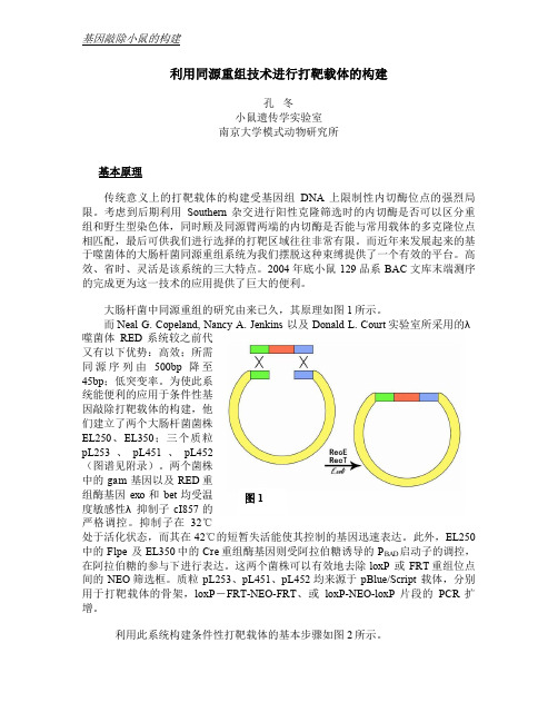 打靶载体构建