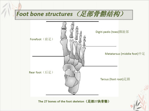 足部截肢的假肢处理方式课件-PPT