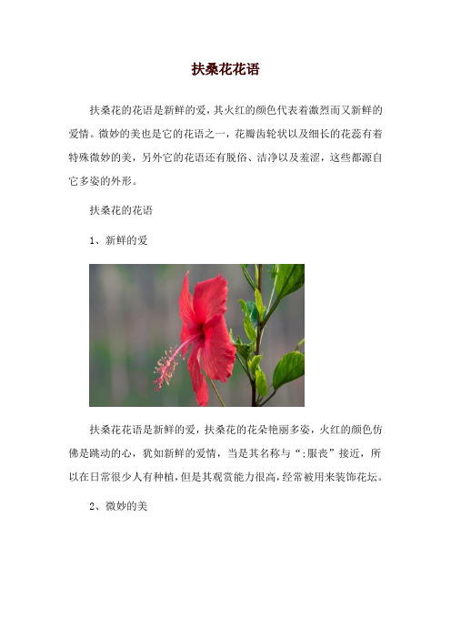 扶桑花花语