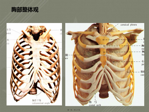 胸部水平断面解剖PPT课件