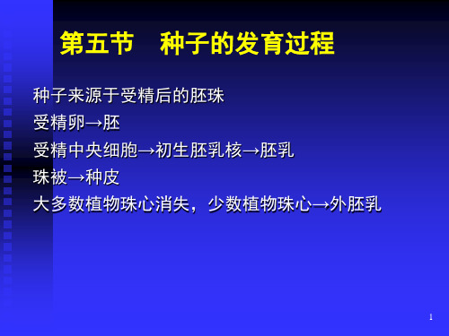 种子的发育过程ppt课件