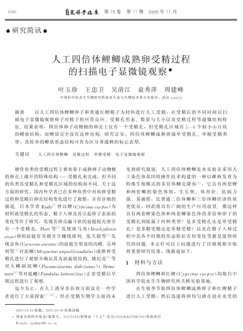 人工四倍体鲤鲫成熟卵受精过程的扫描电子显微镜观察.pdf