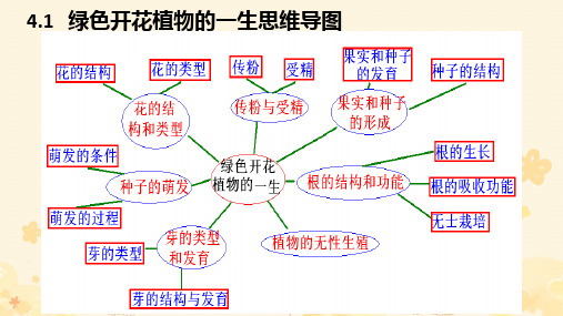 第一节绿色开花植物的一生复习课件2024-2025学年济南版生物八年级上册