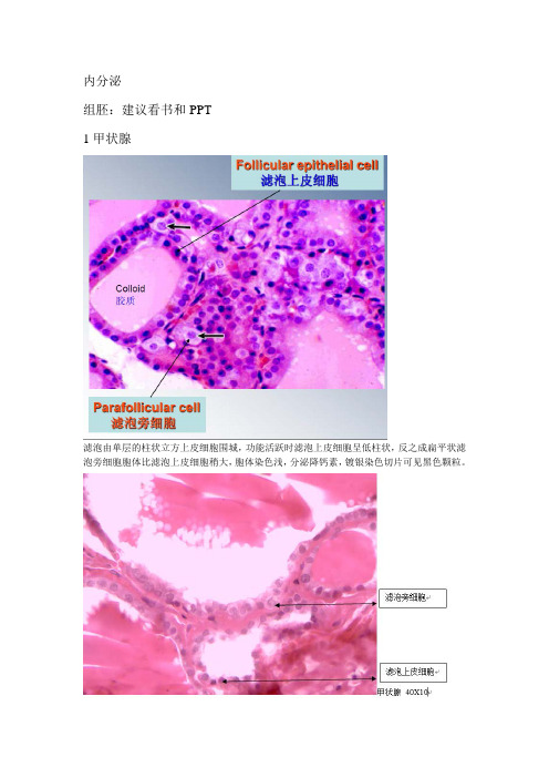 《比较人体形态学》复习：组胚内分泌