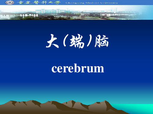 人体解剖学课件：21大(端)脑