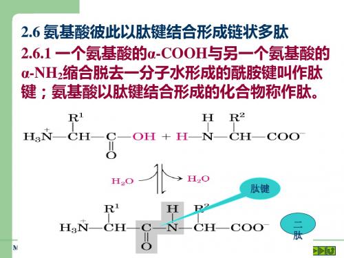 第2章蛋白质的一级结构-PPT文档资料