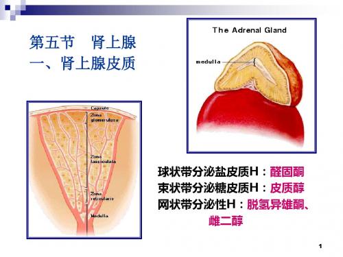 第五节 肾上腺