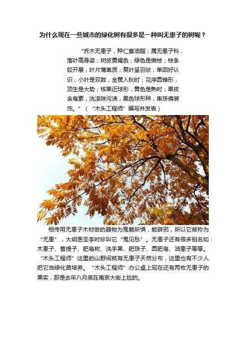 为什么现在一些城市的绿化树有很多是一种叫无患子的树呢？