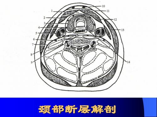 医学资料甲状腺乳腺疾病超声诊断