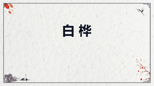 11白桦 课件-语文四年级下册(部编版)