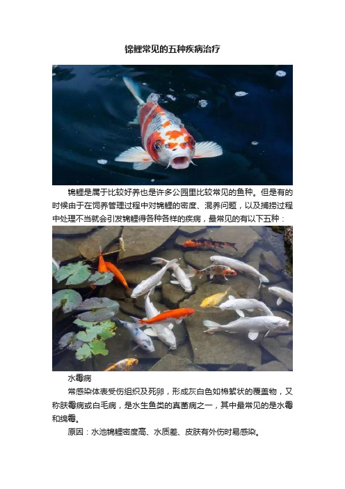 锦鲤常见的五种疾病治疗