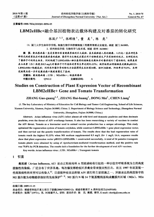 LBM2eHBc+融合基因植物表达载体构建及对番茄的转化研究