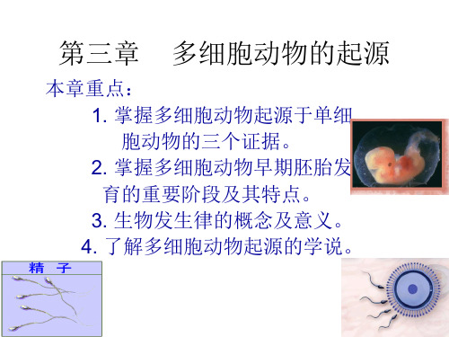 《动物学》教学课件：03 多细胞动物