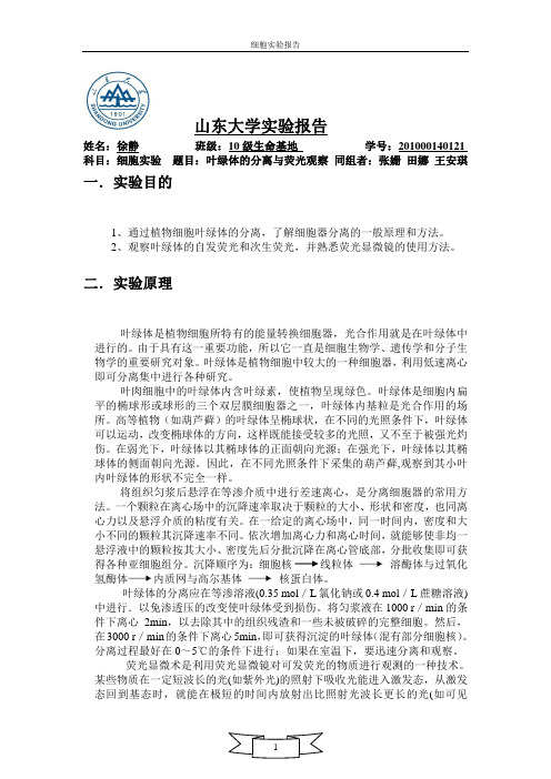 叶绿体的分离与荧光观察实验报告