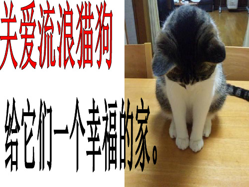 安全流浪猫狗(完美版)