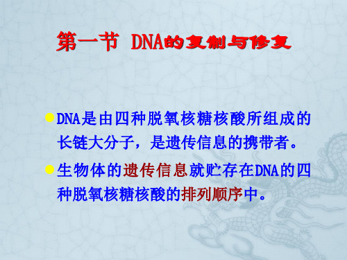 DNA复制、RNA转录、蛋白质翻译