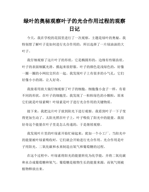 小学三年级作文绿叶的奥秘观察叶子的光合作用过程的观察日记