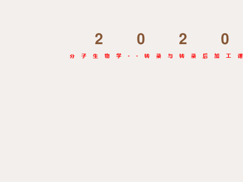 分子生物学--转录与转录后加工课件