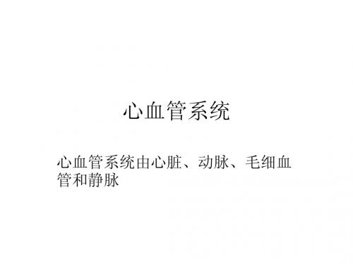 心血管系统