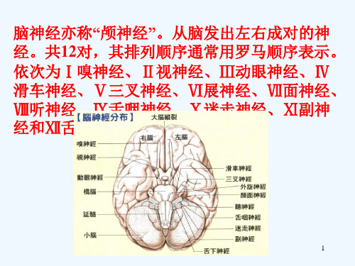 脑神经(解剖生理学)