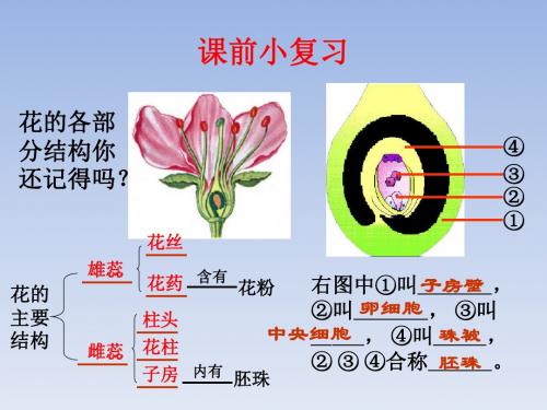 初中生物济南版八年级上册教学课件     4.1.3果实和种子的形成