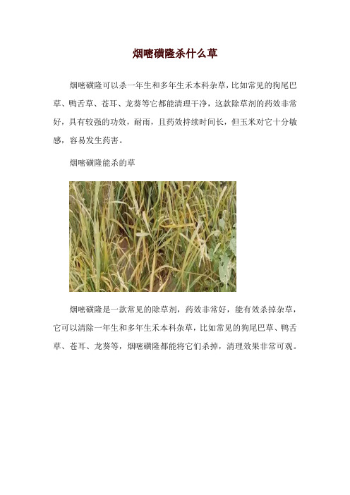 烟嘧磺隆杀什么草