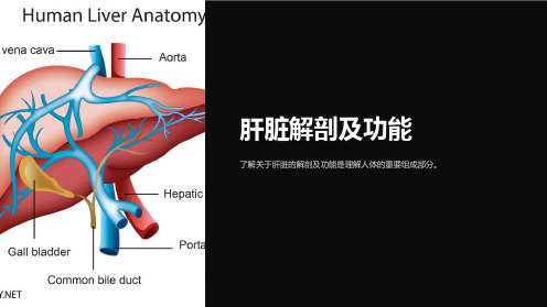 《肝脏解剖及功能课件》