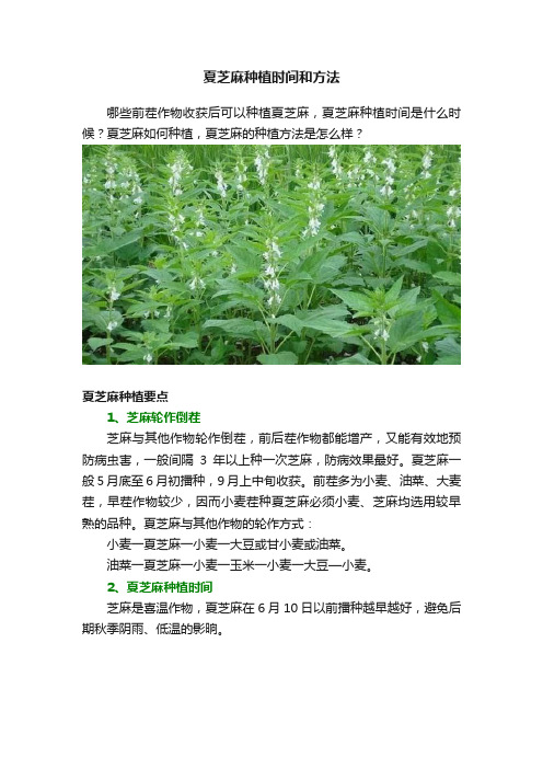 夏芝麻种植时间和方法