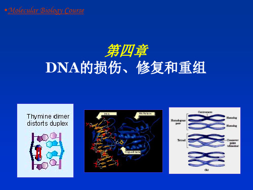 分子生物学   第4章 DNA损伤与修复