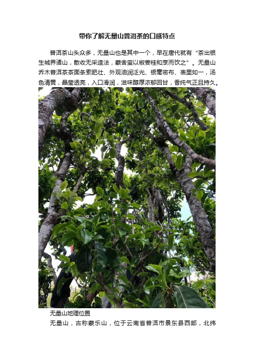 带你了解无量山普洱茶的口感特点