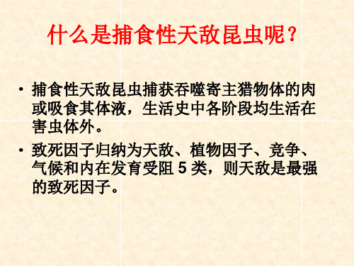 捕食性天敌昆虫