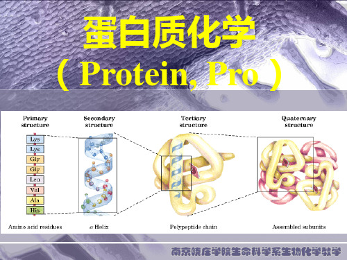 生物化学 第4章 白质共价结构