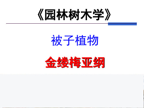 园林树木学-金缕梅亚纲